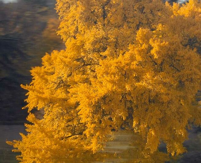 pascal maurand design graphique - graphiste - Vendée